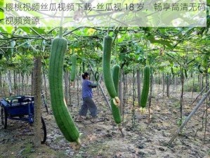 樱桃视频丝瓜视频下载-丝瓜视 18 岁，畅享高清无码视频资源