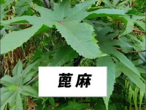 烟雨江湖玄参生长地揭秘：探寻神秘的草药源头之旅