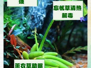 香蕉和忘忧草：改善焦虑的天然选择