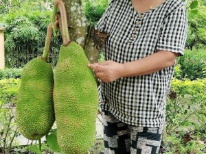 菠萝蜜视频免费播放高清，海量视频资源，免费畅享，无广告打扰