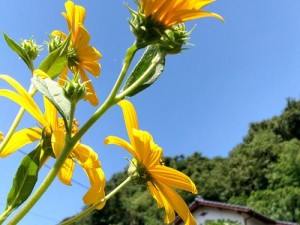 野花日本高清完整版观看，尽享视觉盛宴