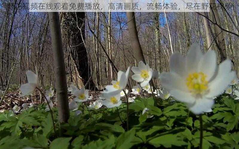 野花视频在线观看免费播放，高清画质，流畅体验，尽在野花视频