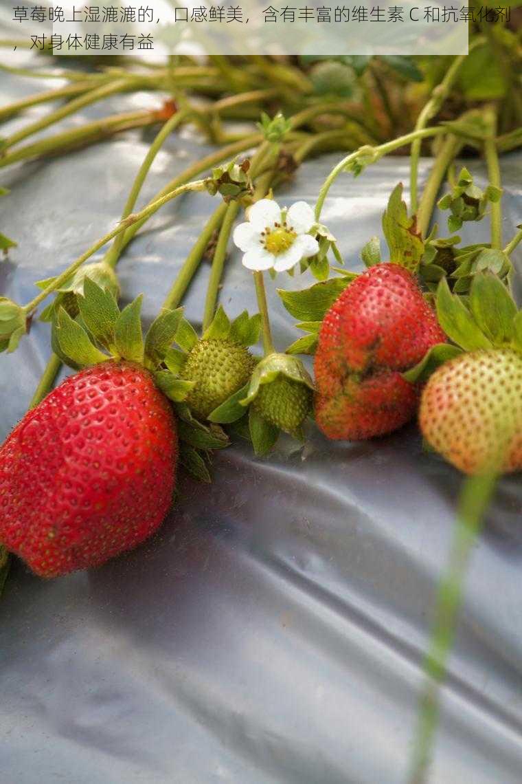 草莓晚上湿漉漉的，口感鲜美，含有丰富的维生素 C 和抗氧化剂，对身体健康有益