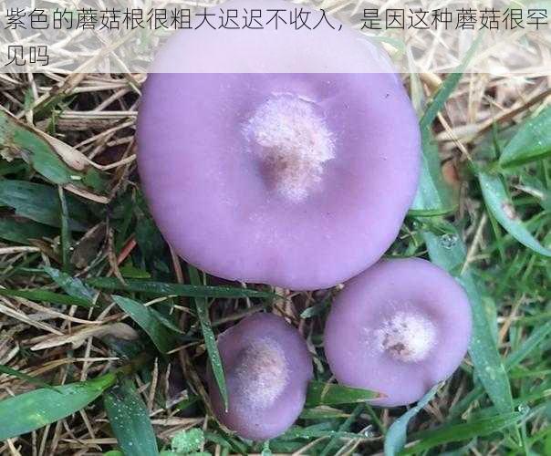 紫色的蘑菇根很粗大迟迟不收入，是因这种蘑菇很罕见吗