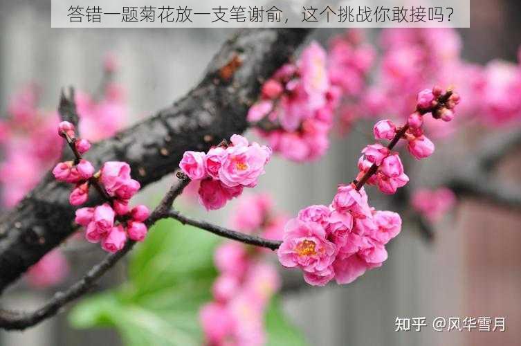 答错一题菊花放一支笔谢俞，这个挑战你敢接吗？